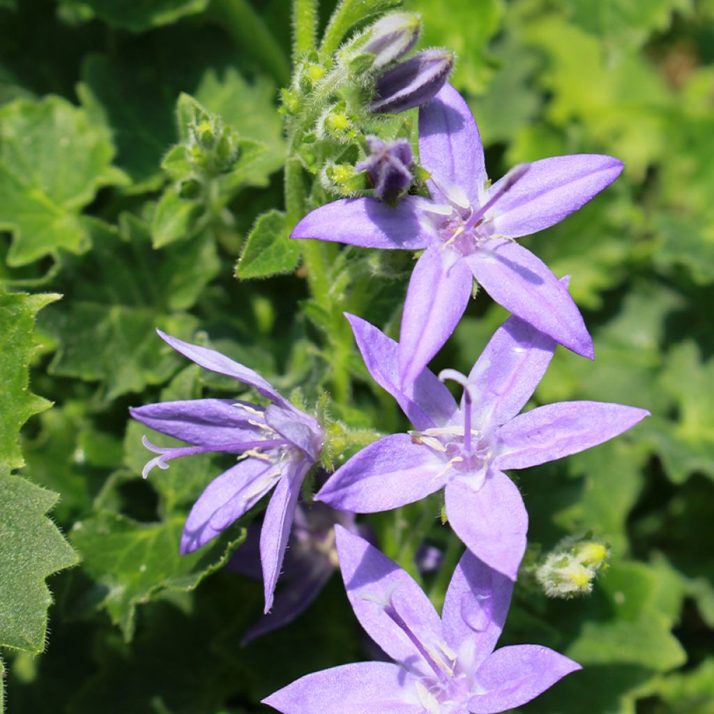 Campanula garganica - Sternpolster-Glockenblume