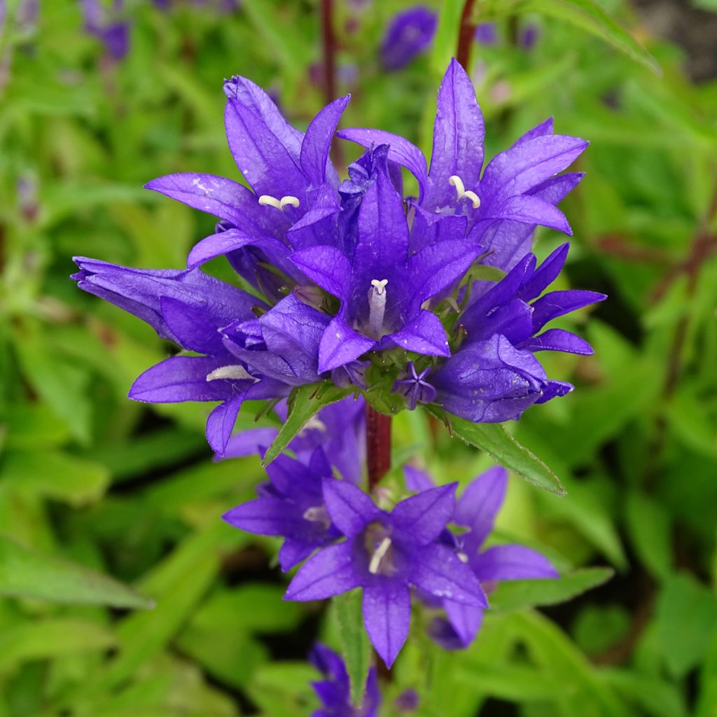 Campanule glomerata Acaulis - Campanule à bouquets