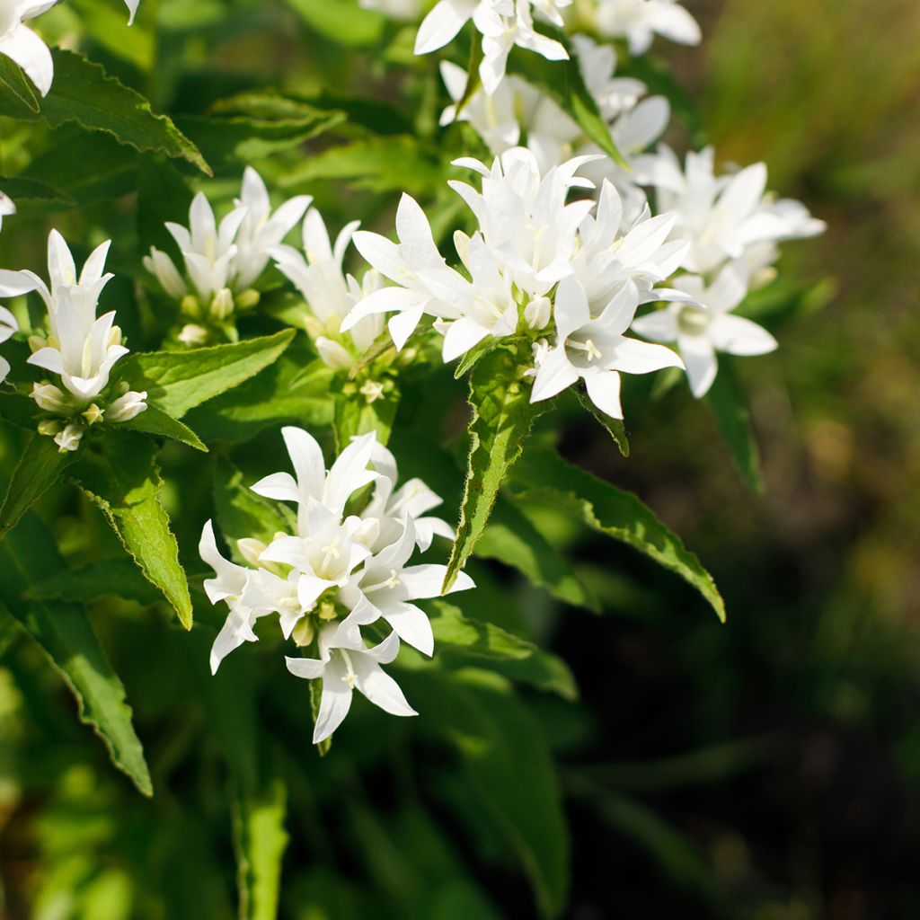 Campanula glomerata Alba - Knäuel-Glockenblume