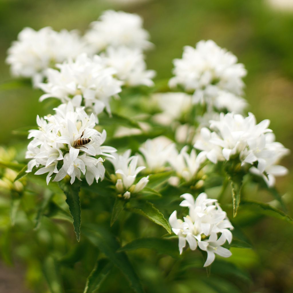 Campanula glomerata Alba - Knäuel-Glockenblume