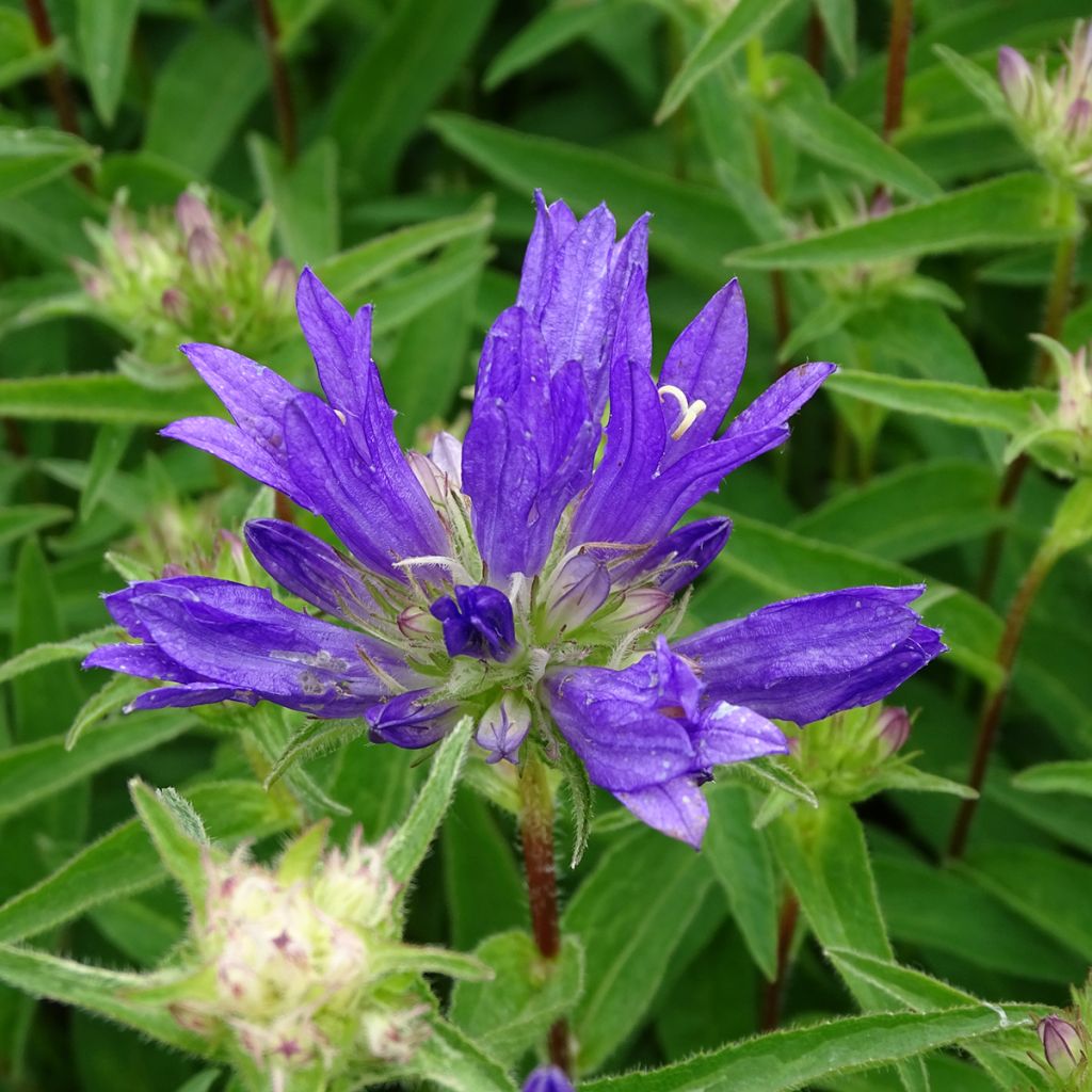 Campanula glomerata Genti Twisterbell - Knäuel-Glockenblume