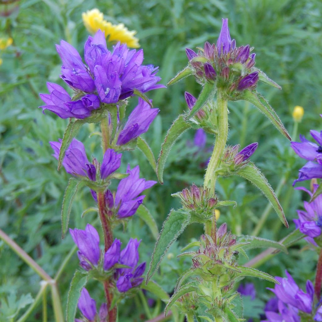 Campanula glomerata Superba - Knäuel-Glockenblume