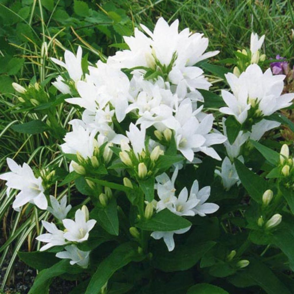 Campanula glomerata Alba - Knäuel-Glockenblume