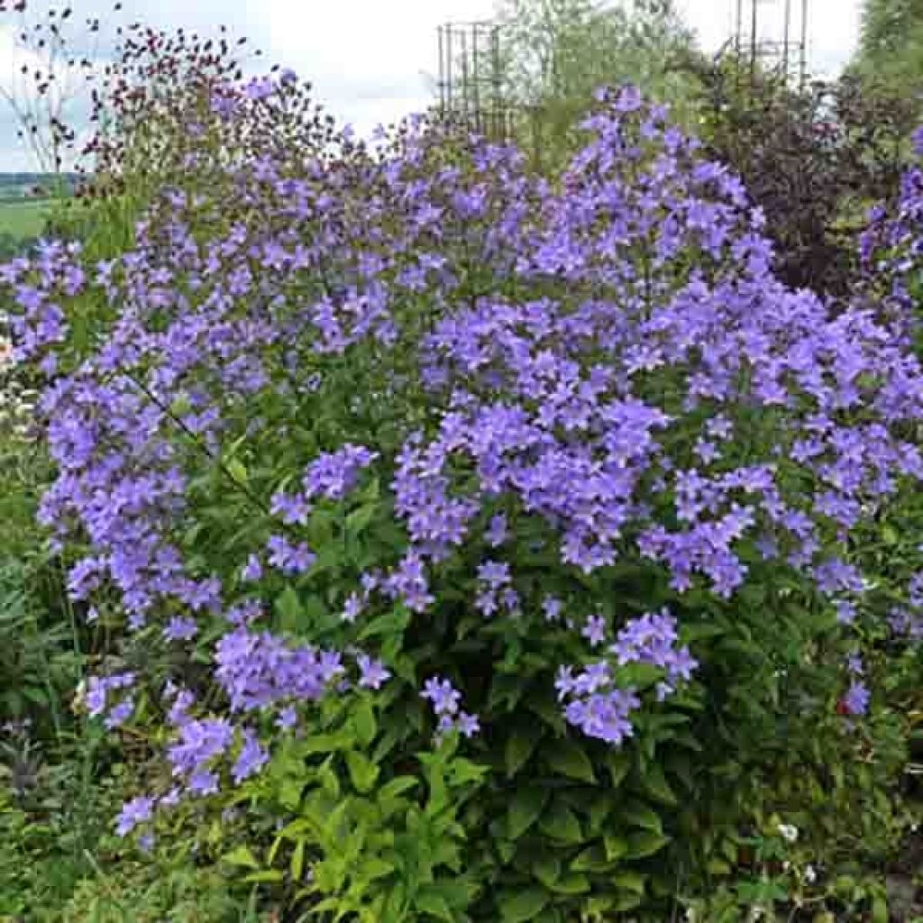 Campanule lactiflora Prichard s variety Campanule laiteuse bleue