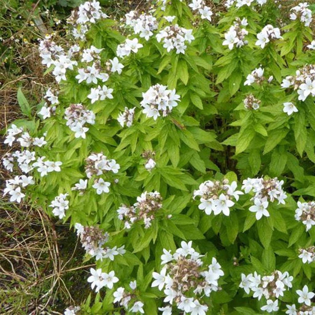 Dolden-Glockenblume White Pouffe - Campanula lactiflora