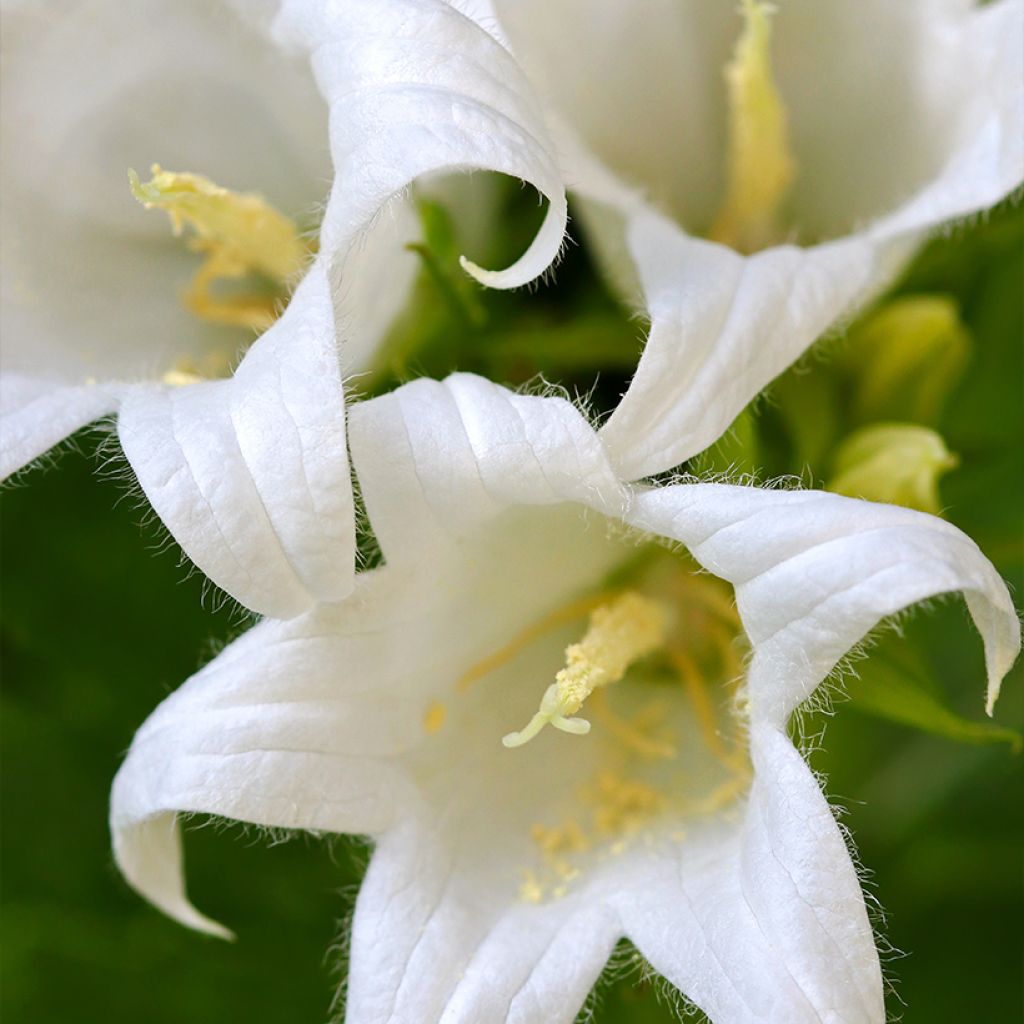 Dolden-Glockenblume White Pouffe - Campanula lactiflora