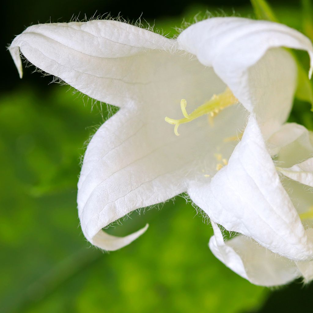 Dolden-Glockenblume White Pouffe - Campanula lactiflora