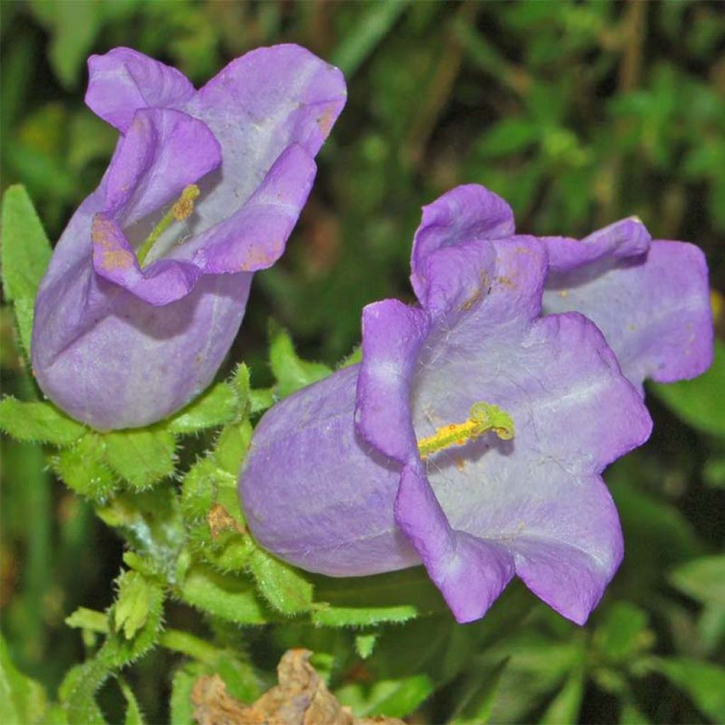 Marien-Glockenblume Blau - Campanula medium