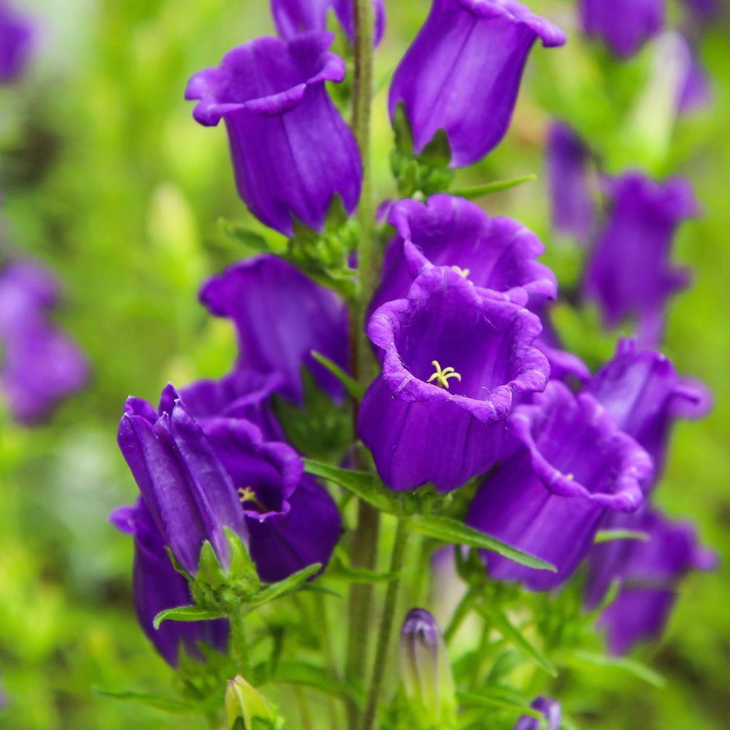 Marien-Glockenblume Blau - Campanula medium