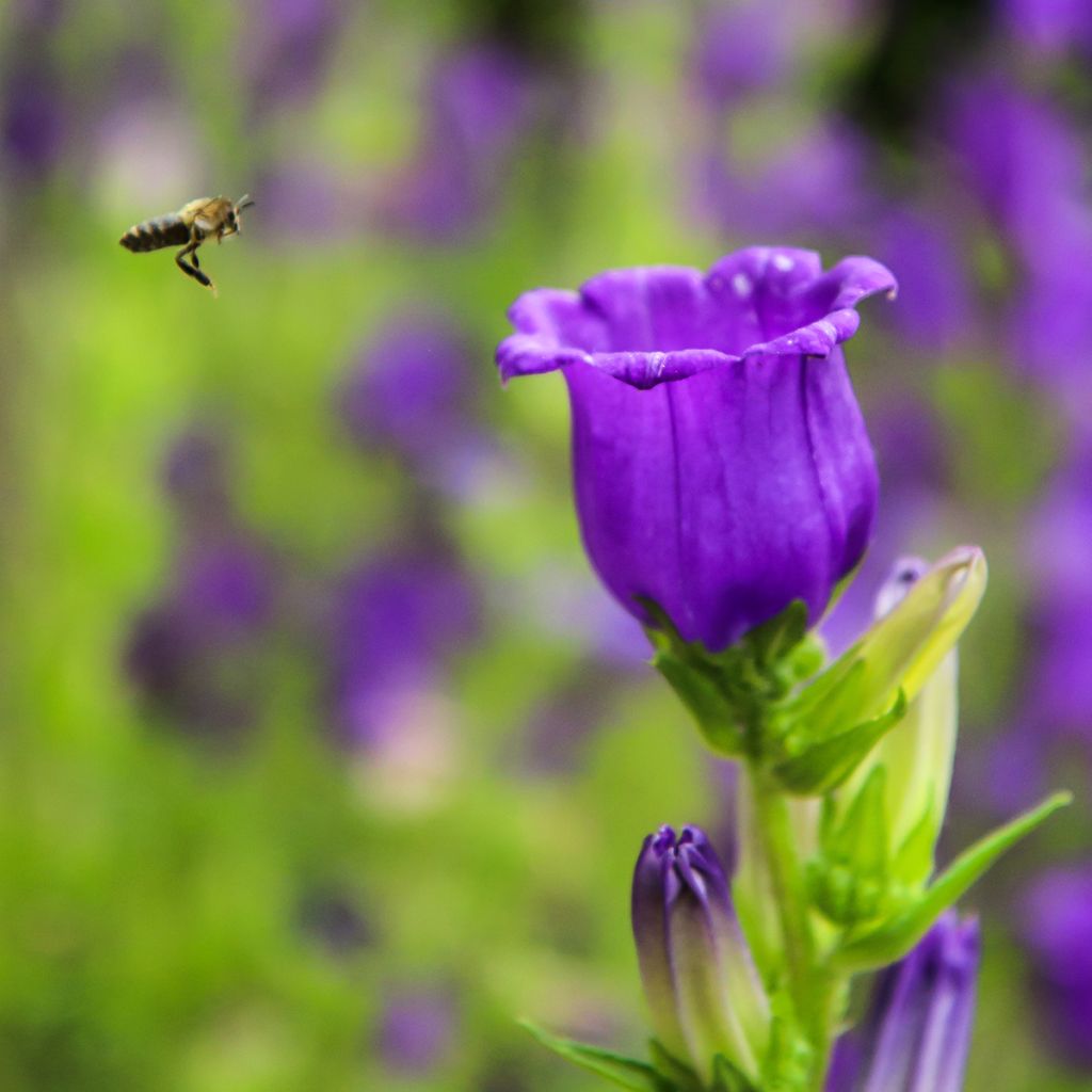 Marien-Glockenblume Blau - Campanula medium