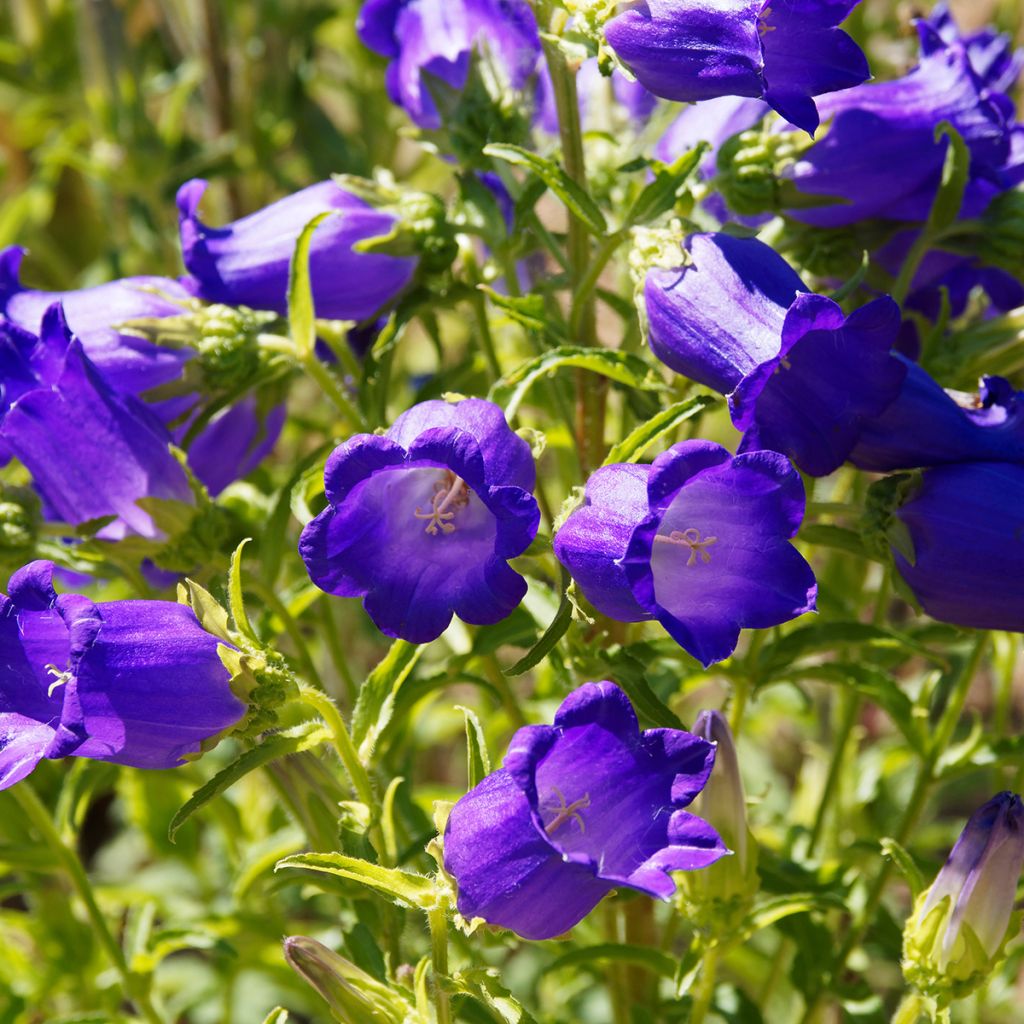 Marien-Glockenblume Blau - Campanula medium