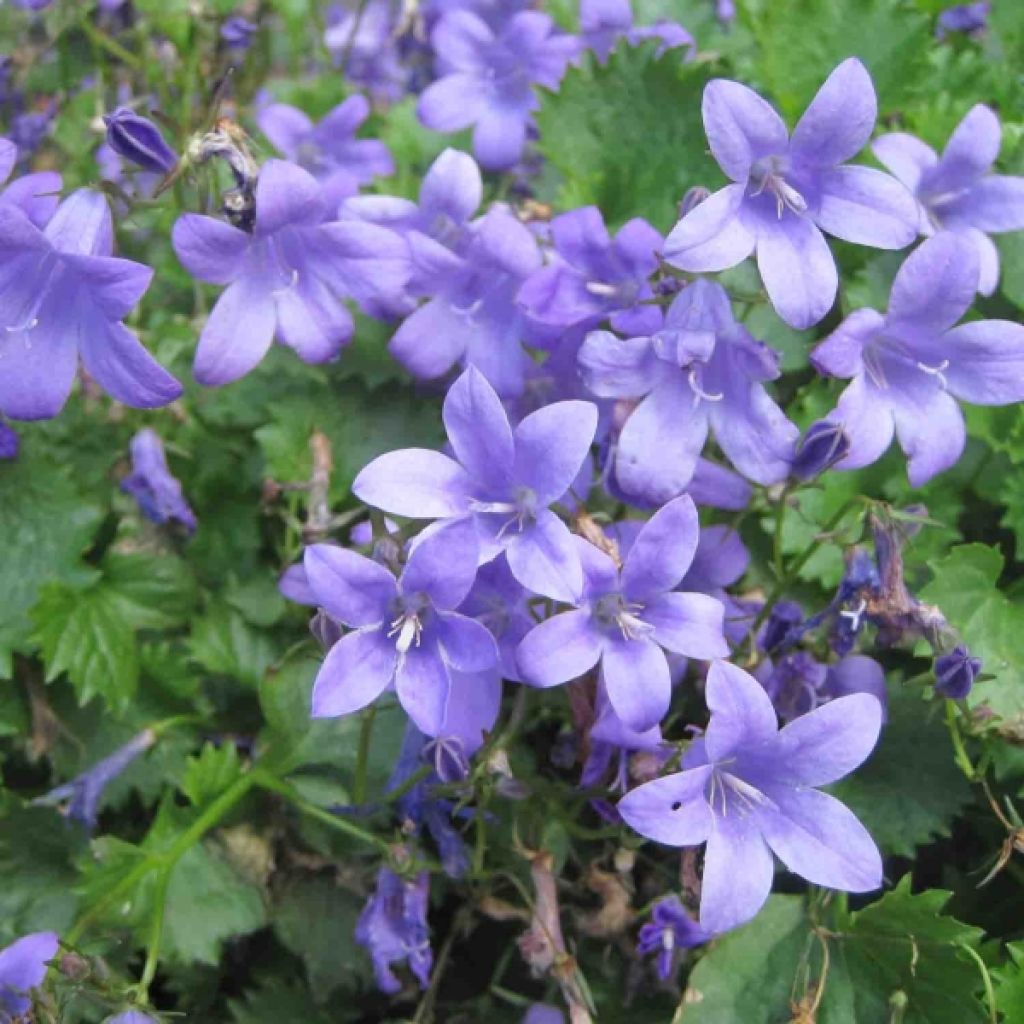 Campanule des murs - Campanula portenschlagiana