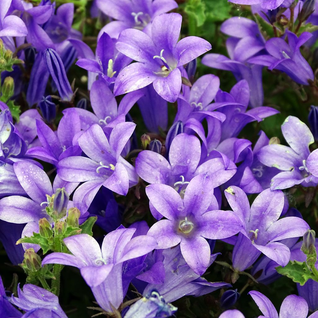 Dalmatiner Glockenblume - Campanula portenschlagiana