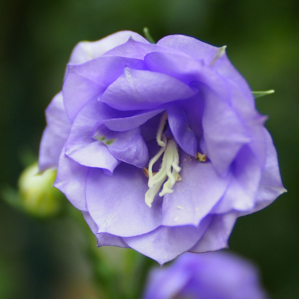 Campanula persicifolia La Belle - Campanule à feuilles de pêcher