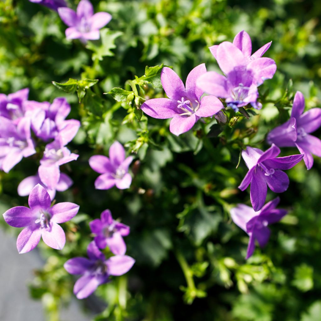 Campanula poscharskyana Ambella Intense Purple - Hängepolster-Glockenblume