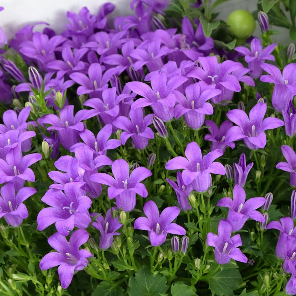 Campanula poscharskyana Ambella Purple Planet - Hängepolster-Glockenblume