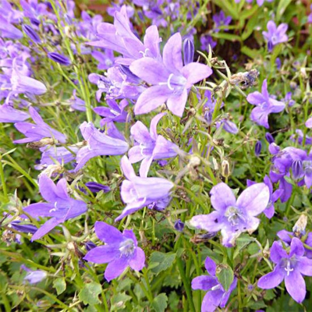 Campanula poscharskyana Resholt Variety - Hängepolster-Glockenblume