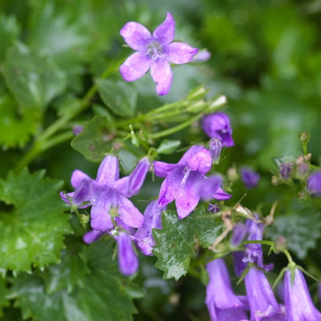 Campanule poscharskyana