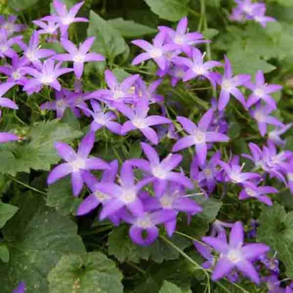 Campanula poscharskyana - Hängepolster-Glockenblume