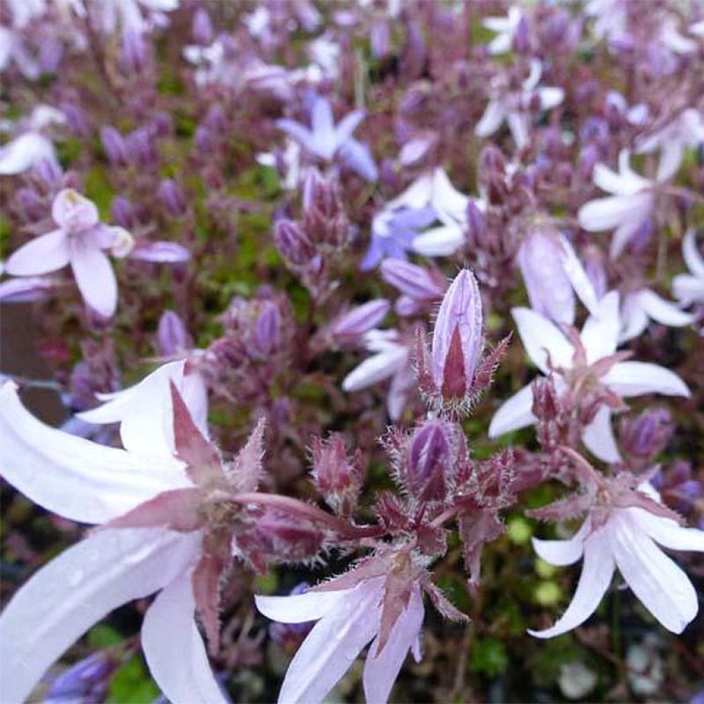 Campanula poscharskyana Lisduggan Variety - Hängepolster-Glockenblume