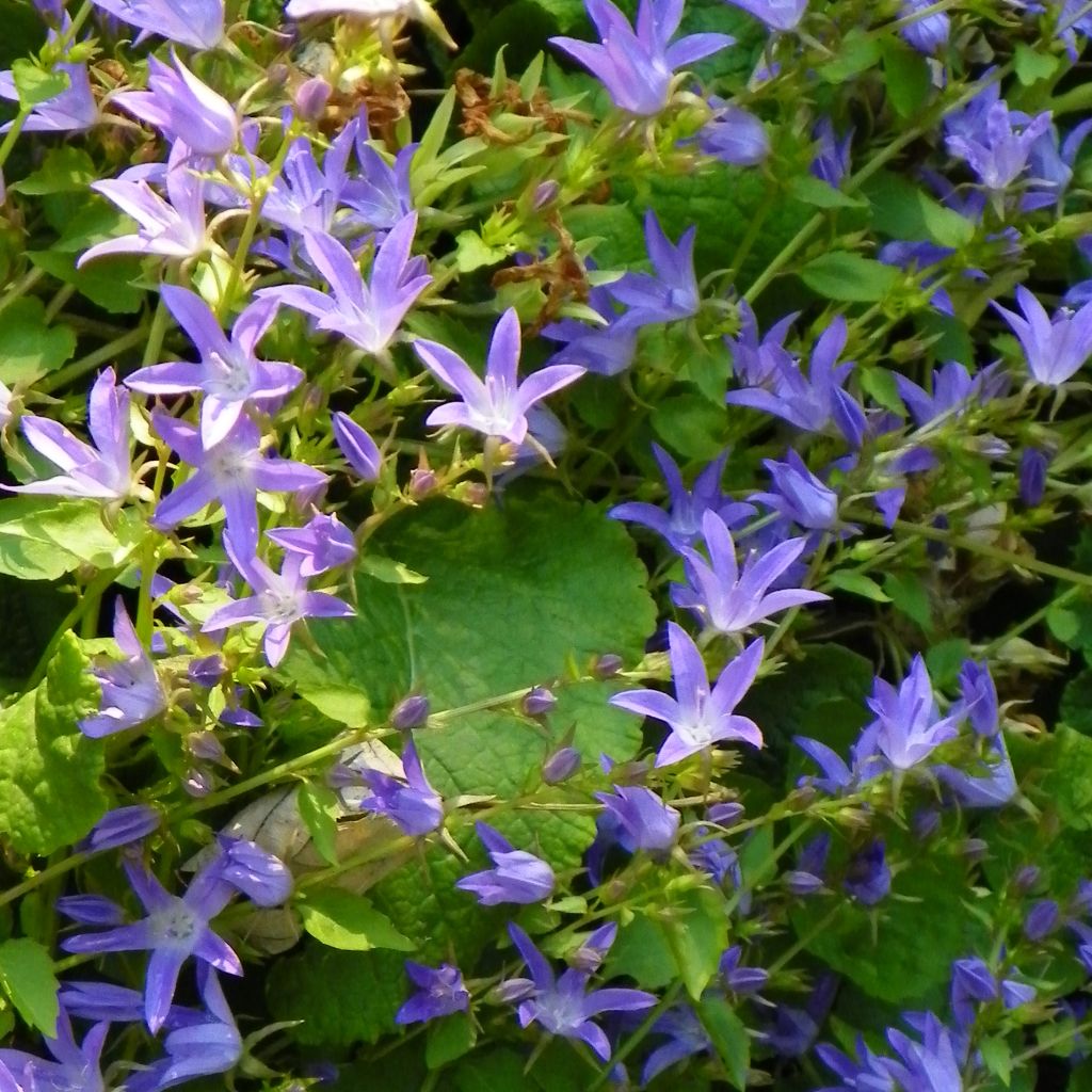 Campanula poscharskyana Stella - Hängepolster-Glockenblume