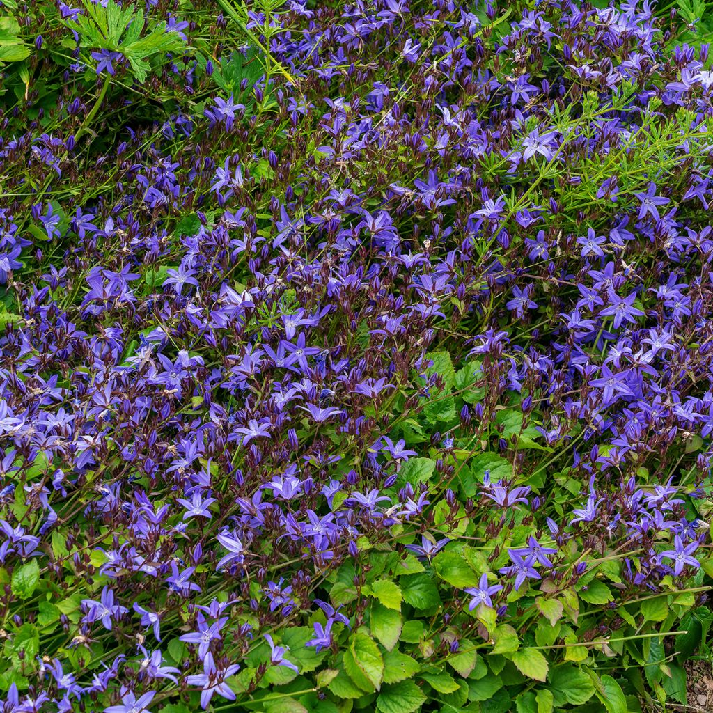 Campanula poscharskyana Stella - Hängepolster-Glockenblume