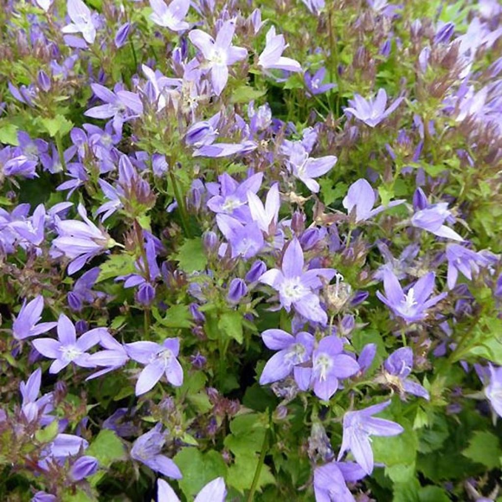 Campanula poscharskyana Trollkind - Hängepolster-Glockenblume