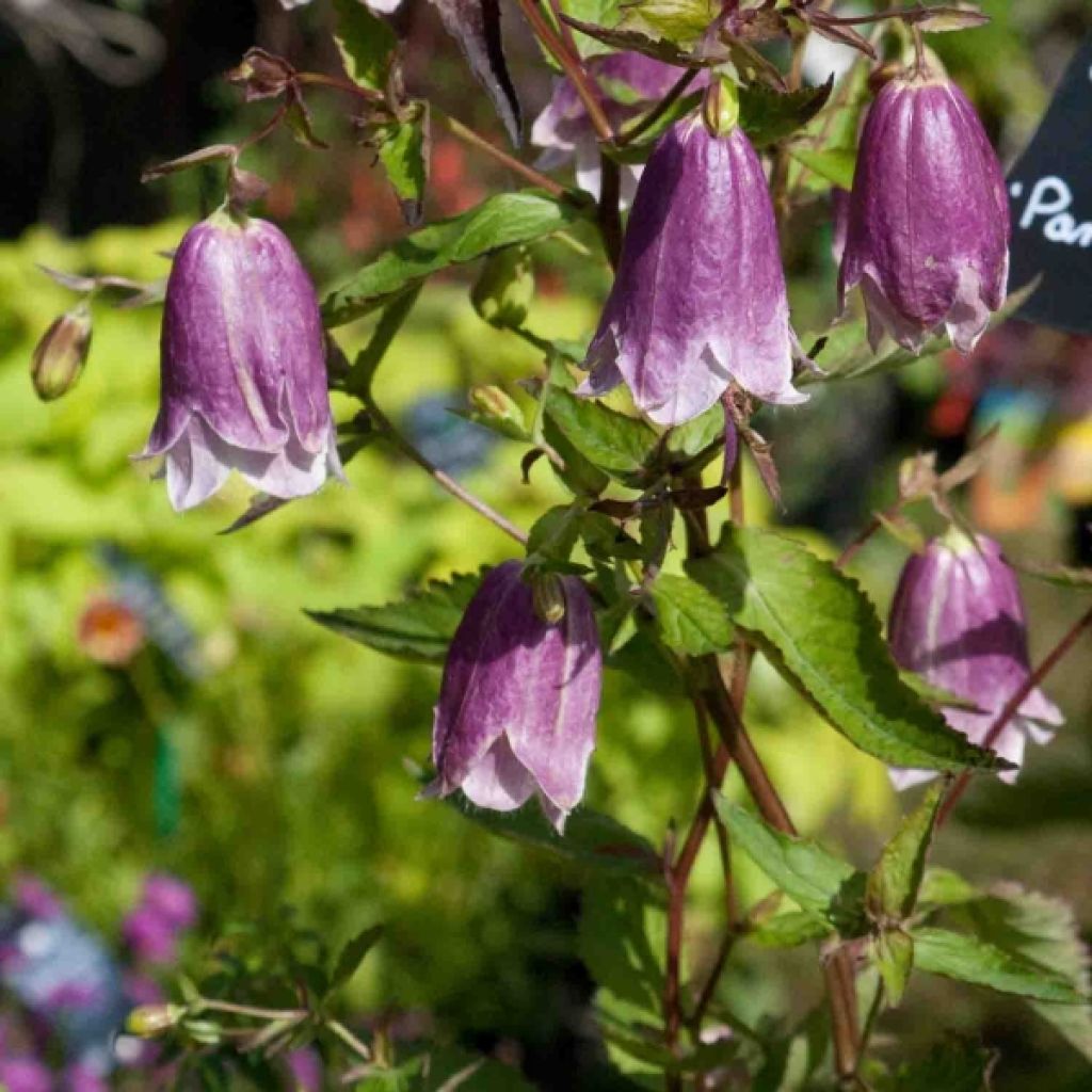 Campanula punctata Pantaloons - Gepunktete Glockenblume