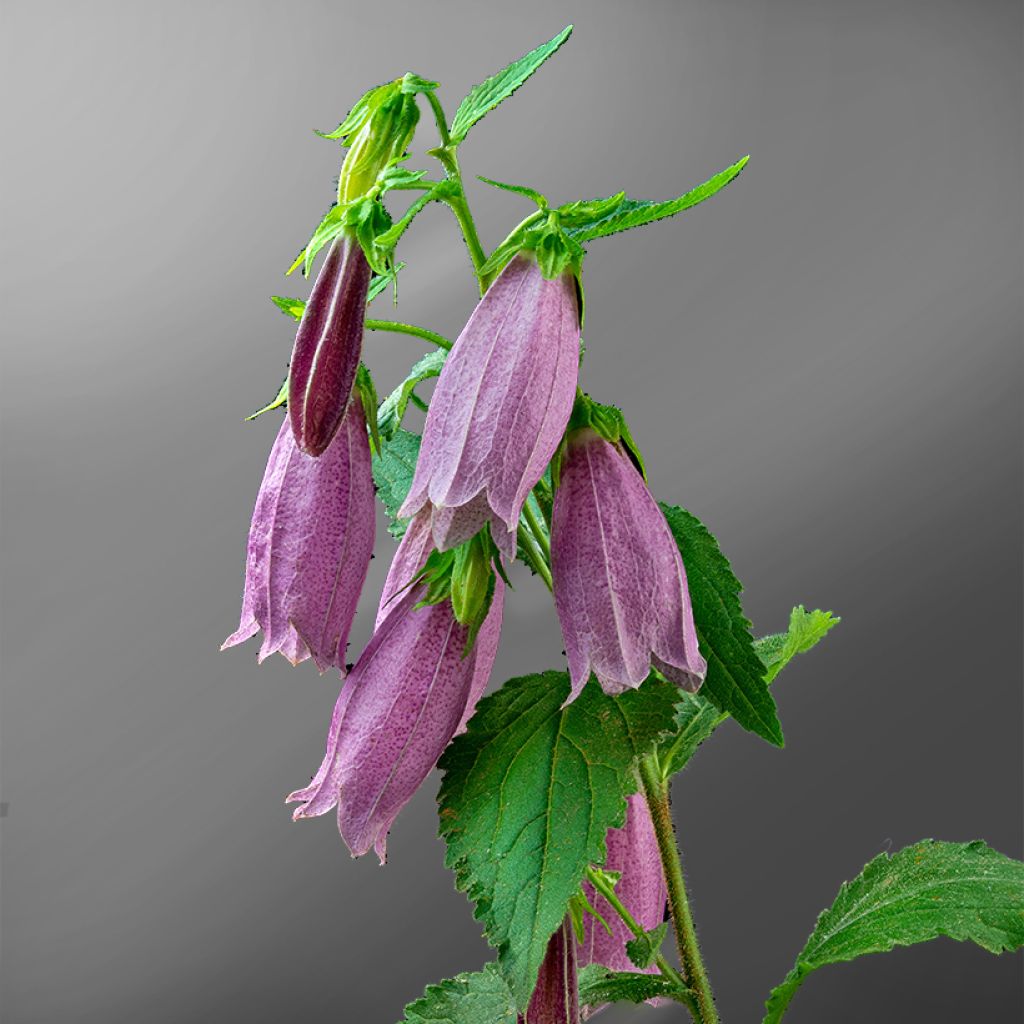 Campanula punctata Rubriflora - Pyramiden-Glockenblume