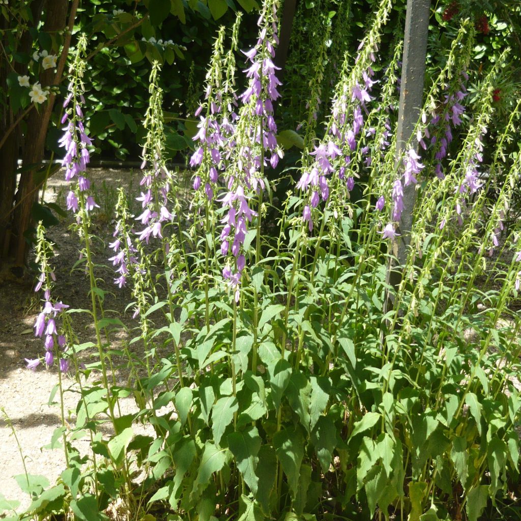 Campanula rapunculoides - Acker-Glockenblume