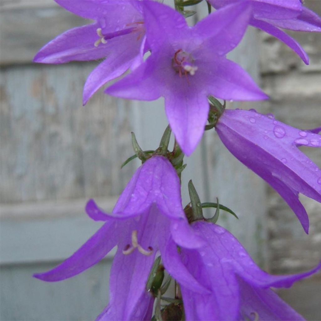 Campanula rapunculoides - Campanule fausse raiponce