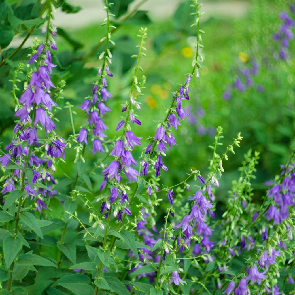 Campanula rapunculoides - Acker-Glockenblume