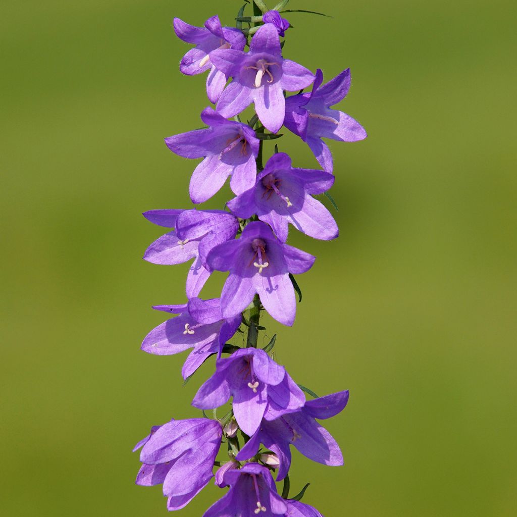 Campanula rapunculoides - Acker-Glockenblume