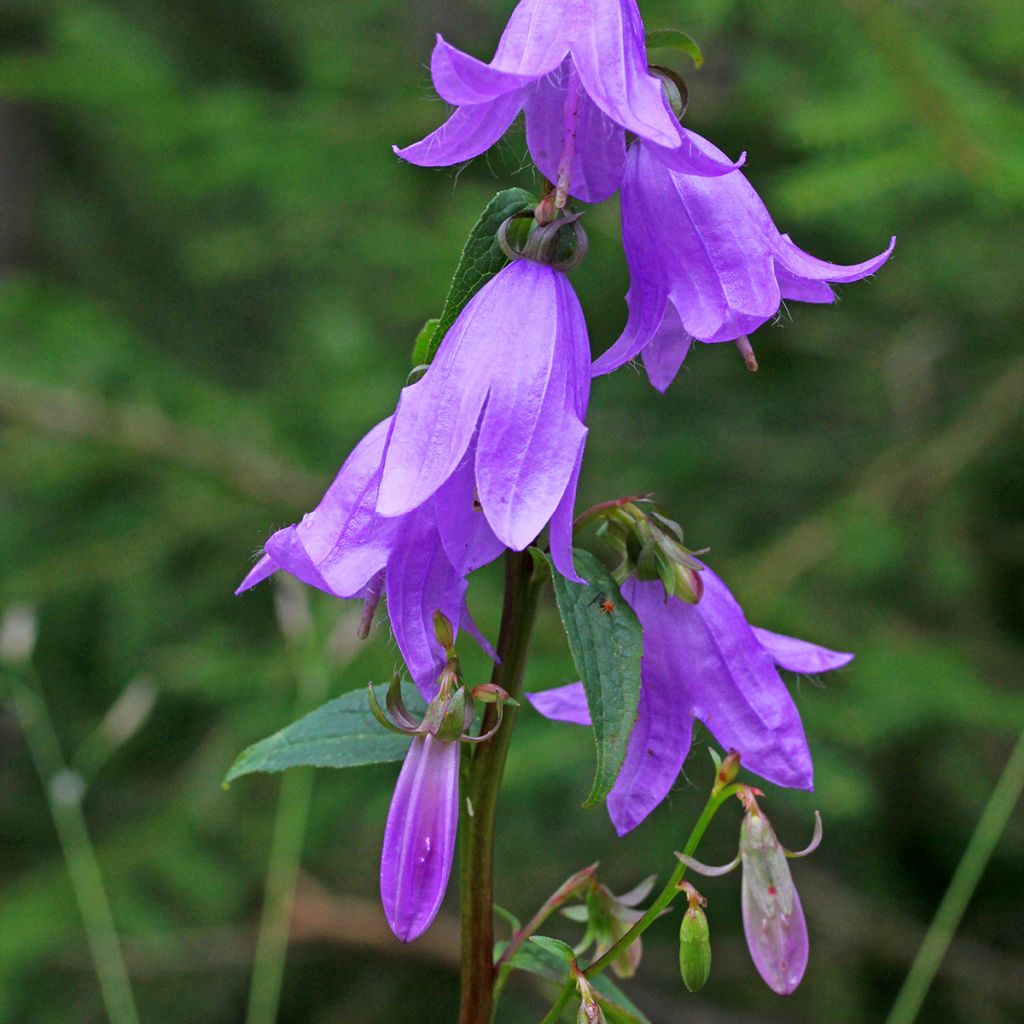 Campanula rapunculoides - Acker-Glockenblume