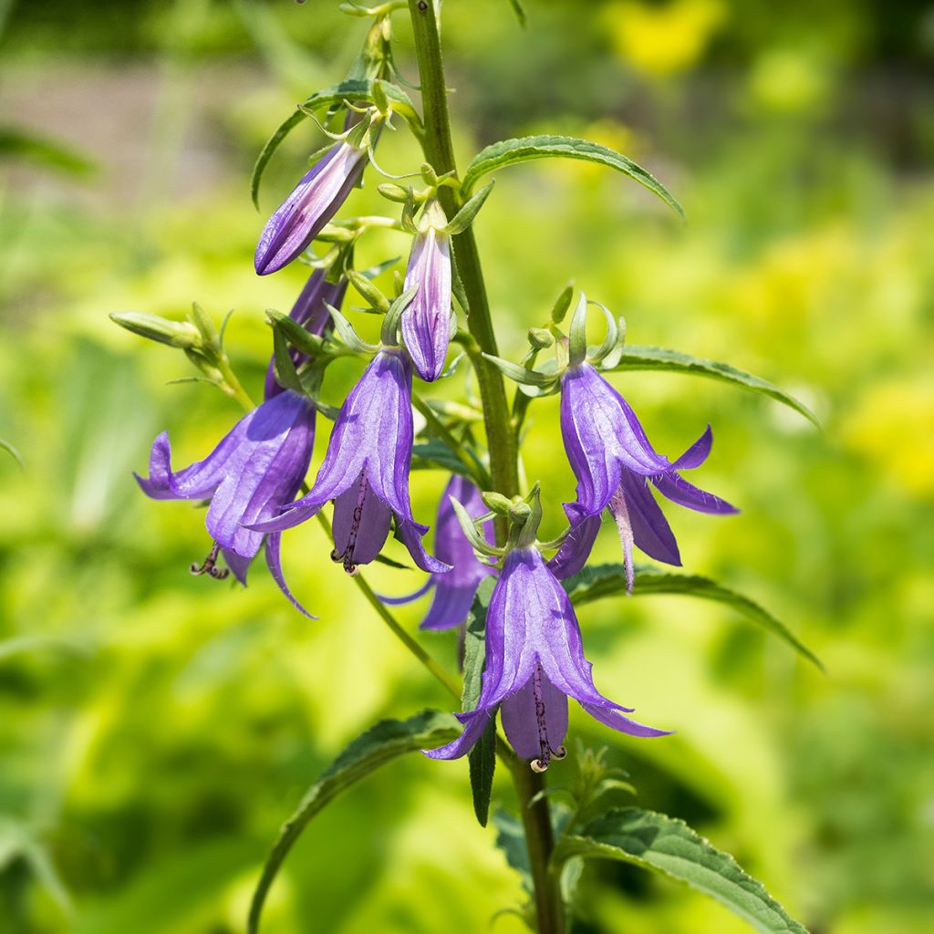 Campanula rapunculoides - Acker-Glockenblume