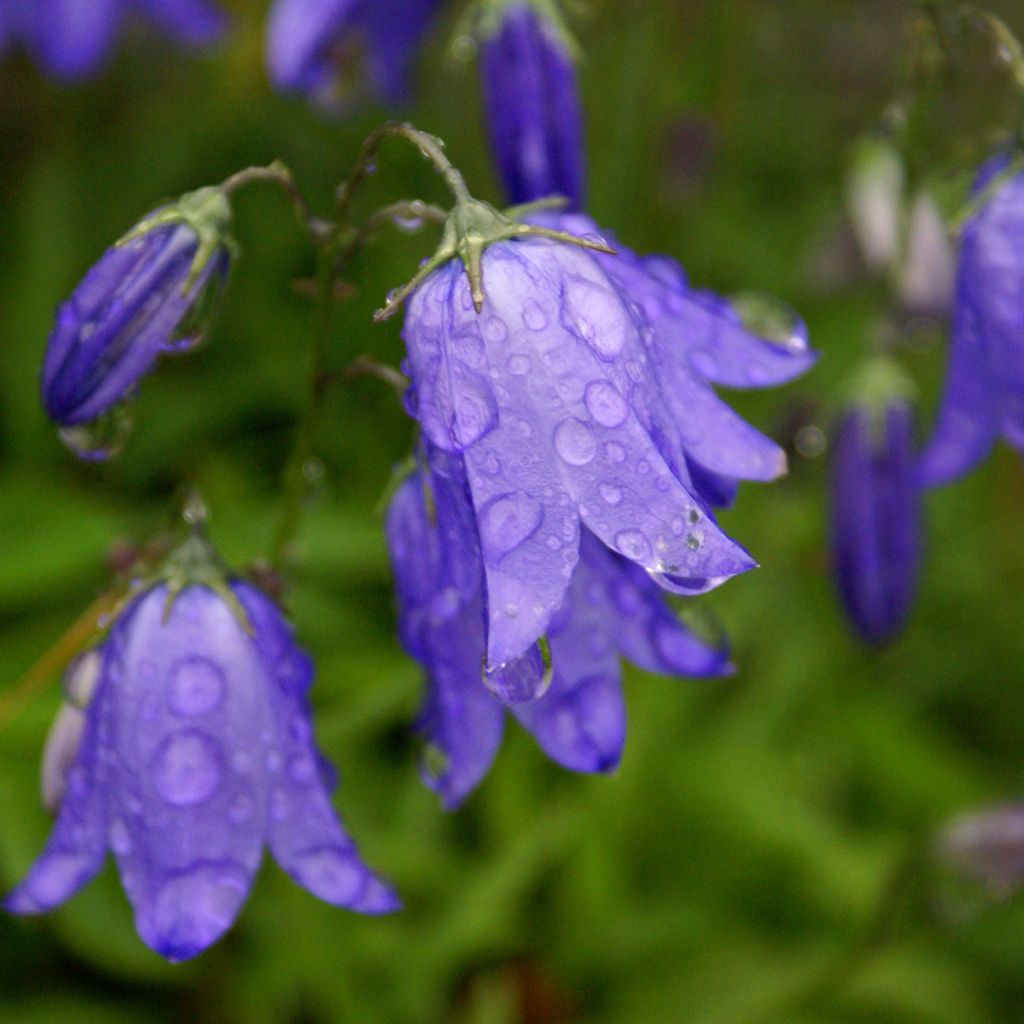 Campanula rotundifolia - Rundblättrige Glockenblume