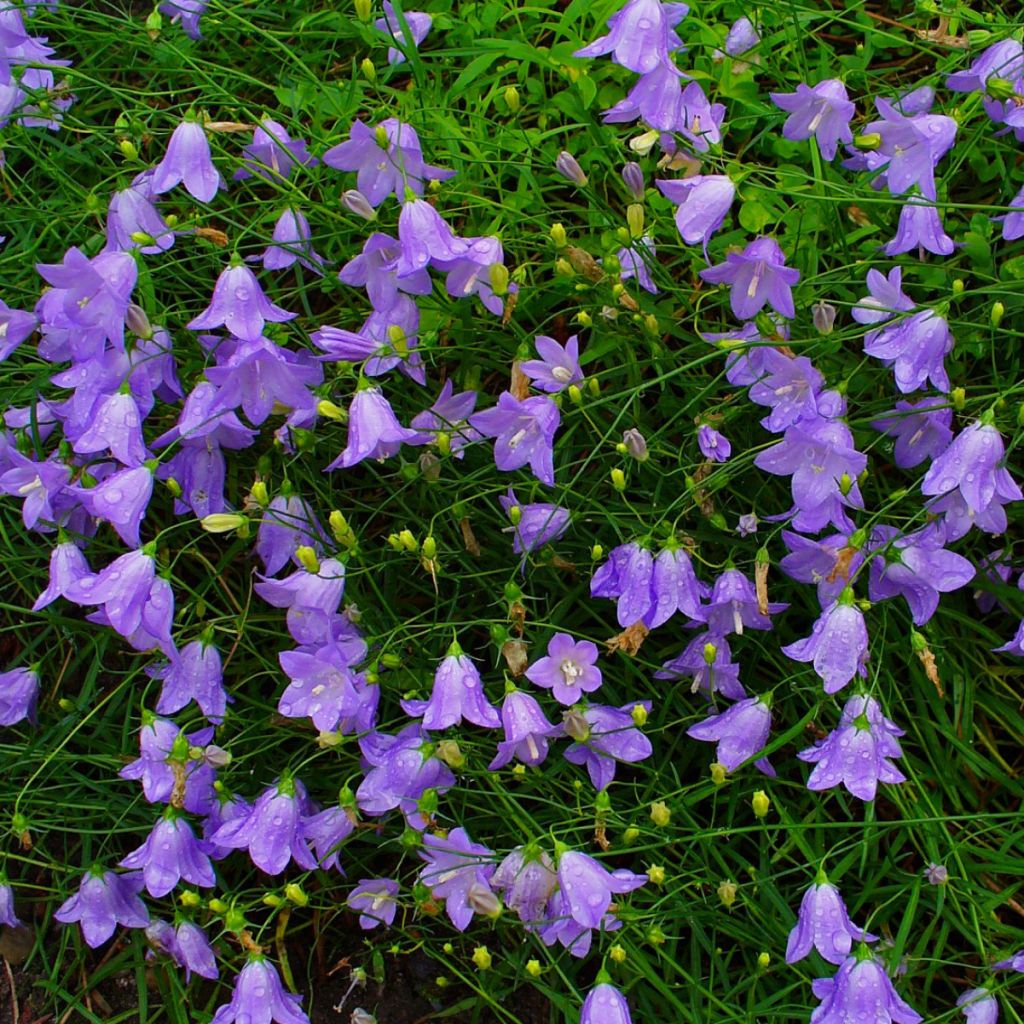 Campanula rotundifolia - Campanule à feuilles rondes