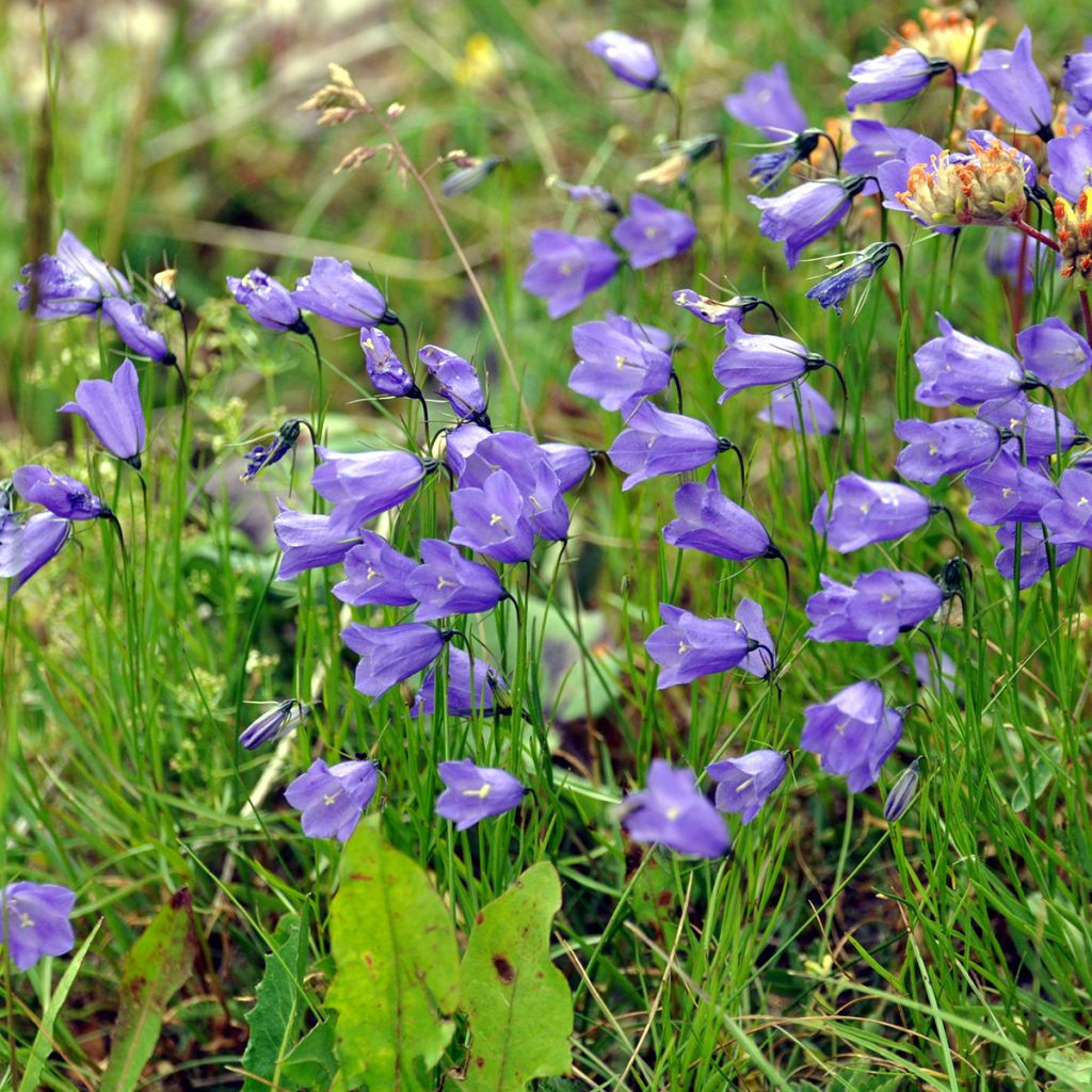 Campanula rotundifolia - Rundblättrige Glockenblume