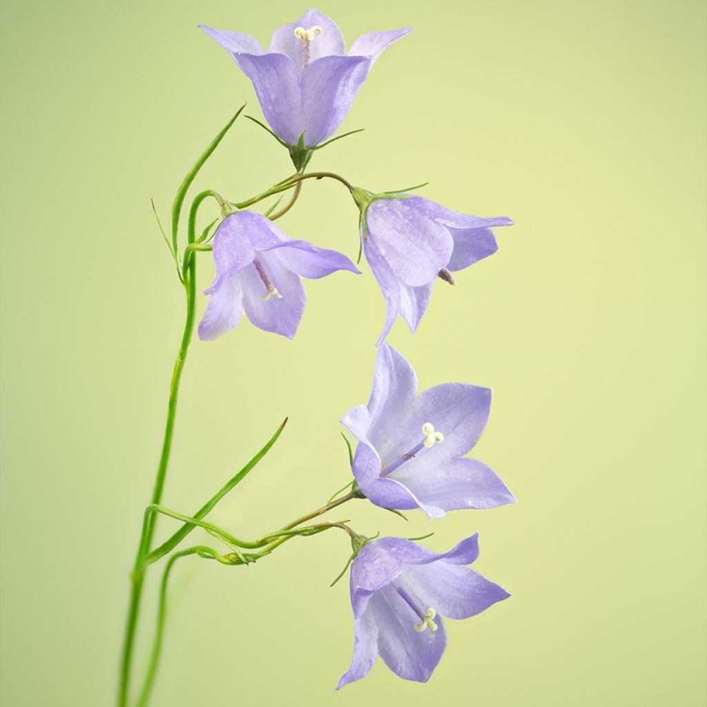 Campanula rotundifolia - Rundblättrige Glockenblume