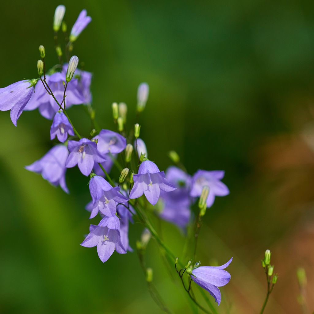 Campanula rotundifolia - Rundblättrige Glockenblume