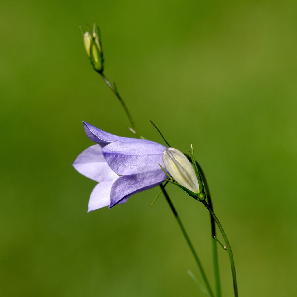 Campanula rotundifolia - Rundblättrige Glockenblume