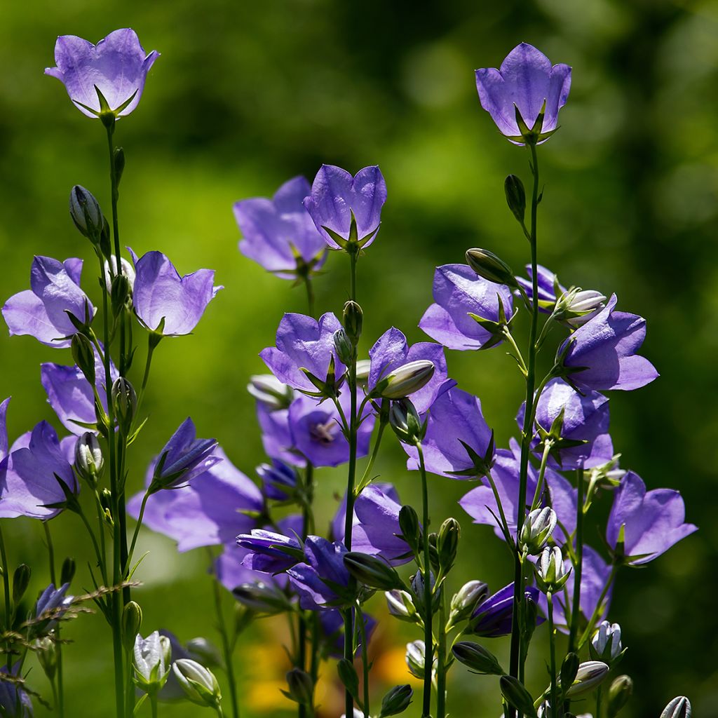 Campanula rotundifolia - Rundblättrige Glockenblume