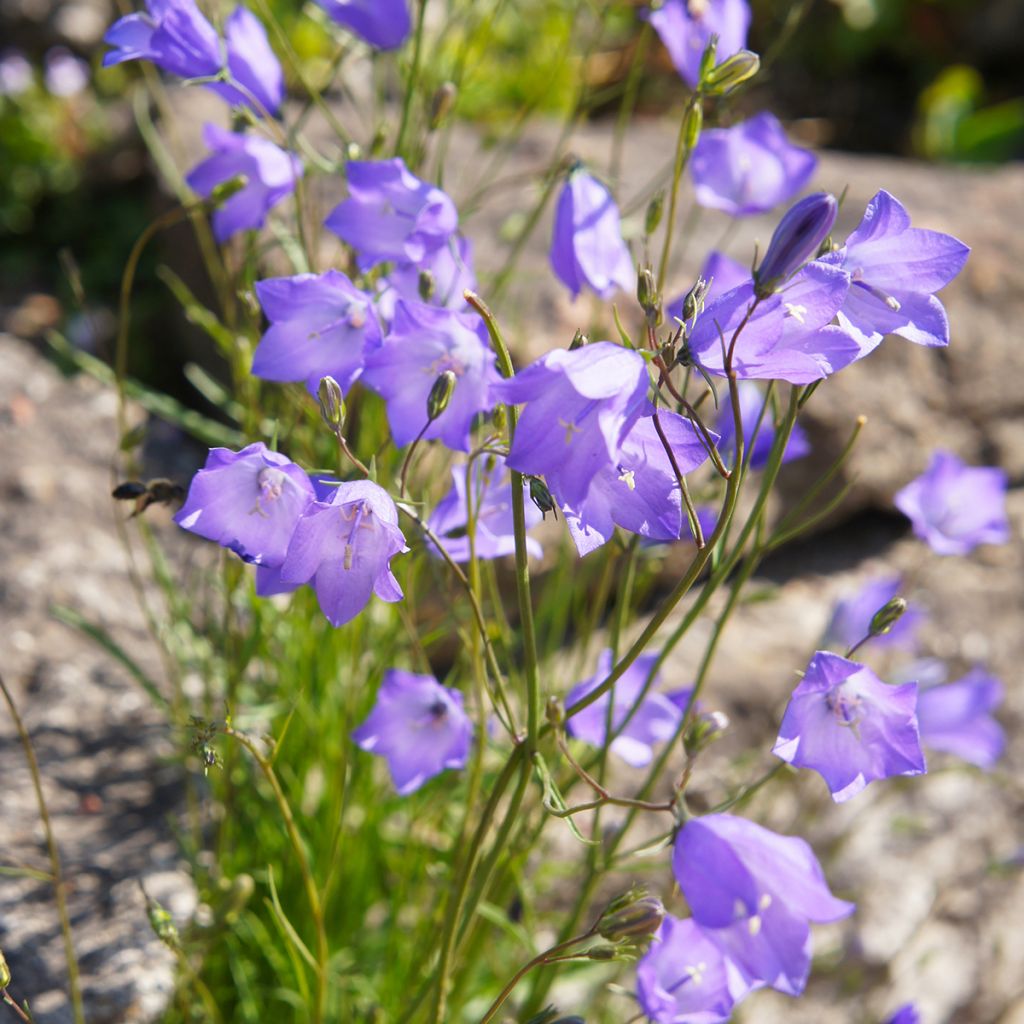 Campanula rotundifolia - Rundblättrige Glockenblume