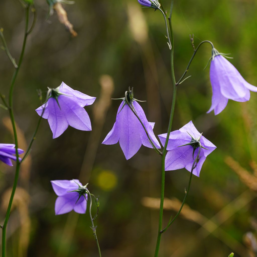 Campanula rotundifolia - Rundblättrige Glockenblume