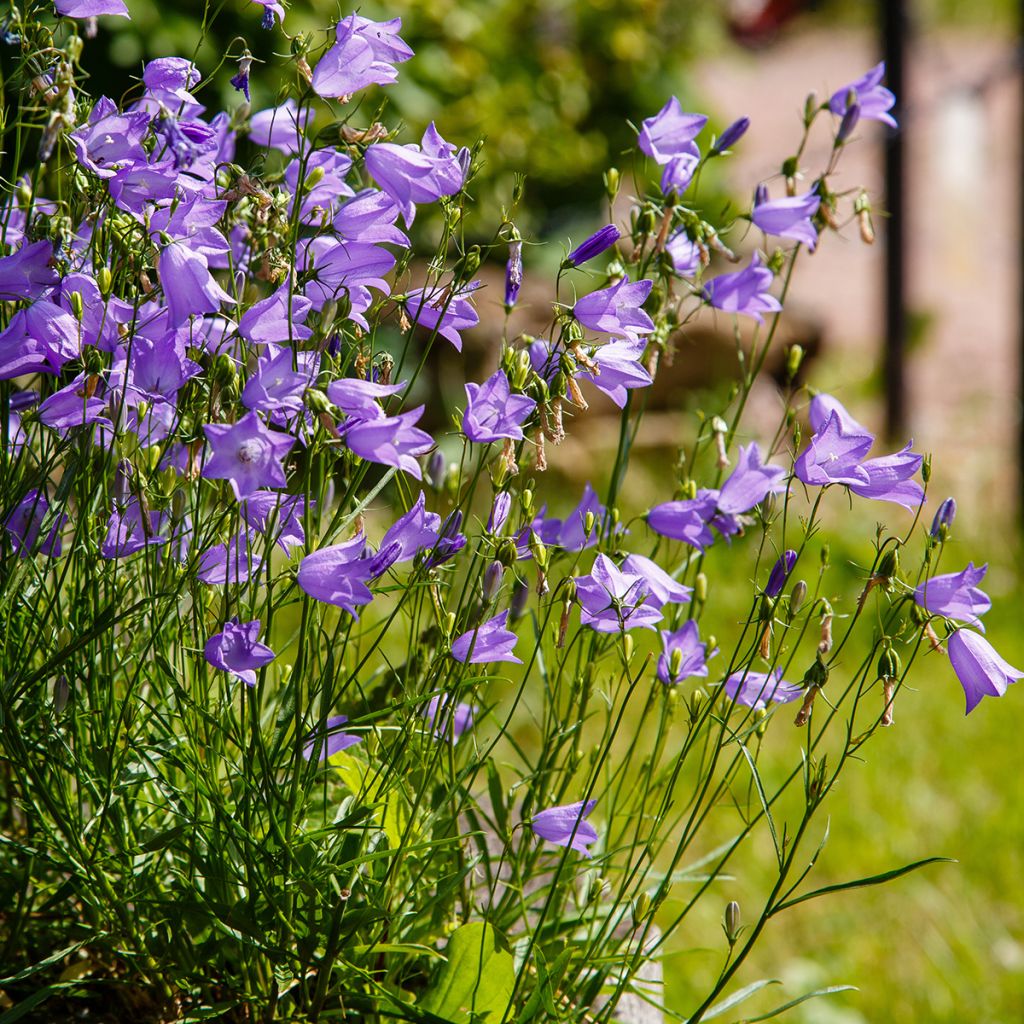 Campanula rotundifolia - Rundblättrige Glockenblume