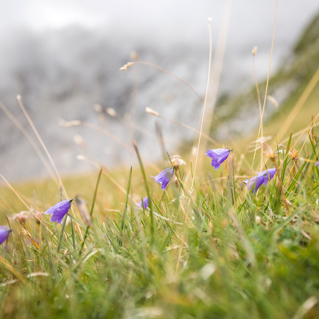 Campanula rotundifolia - Rundblättrige Glockenblume