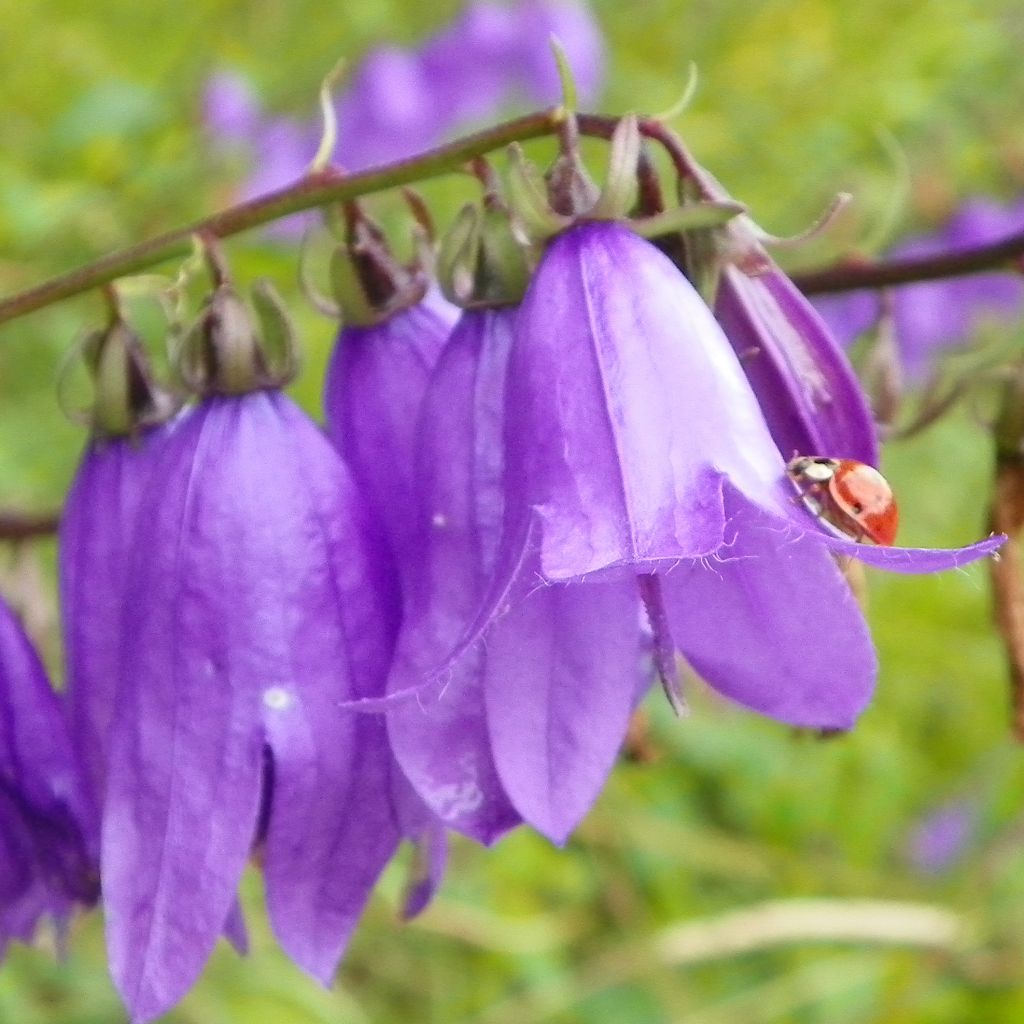 Campanula trachelium - Nesselblättrige Glockenblume