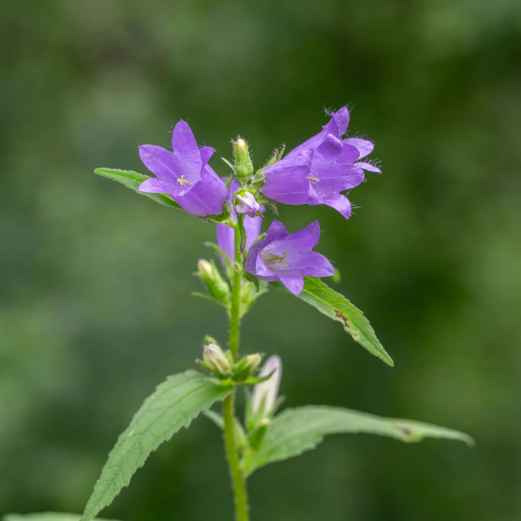 Campanula trachelium - Nesselblättrige Glockenblume