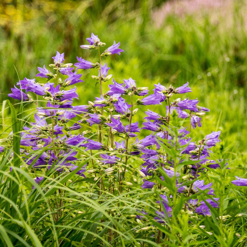 Campanula trachelium - Nesselblättrige Glockenblume