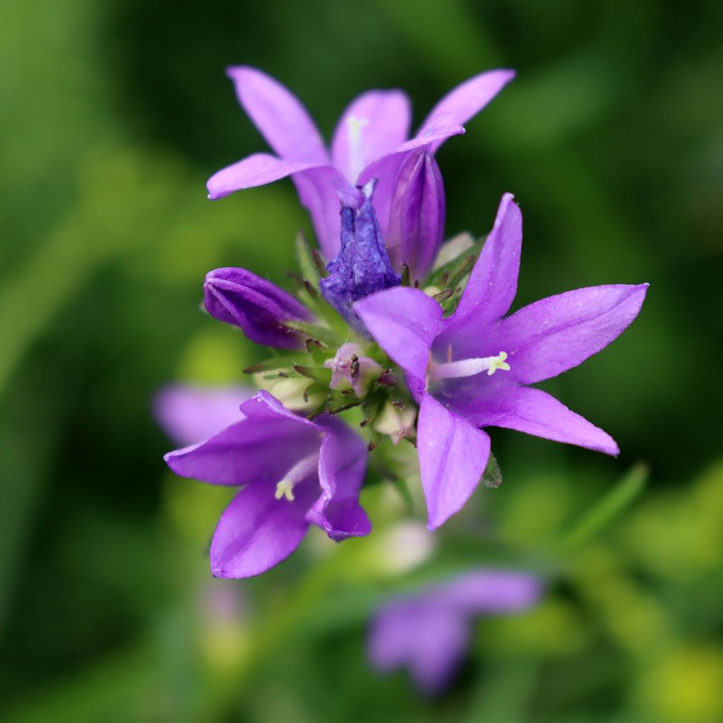 Campanula trachelium - Nesselblättrige Glockenblume